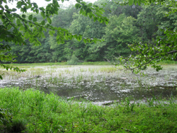 Curry Pond. Photo by Daniel Chazin.