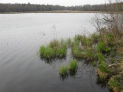 Louisa Pond. Photo by Daniel Chazin.