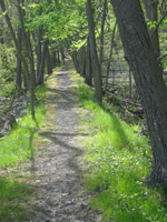 Old Mining Railroad Embankment. Photo by Daniel Chazin.