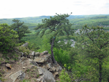 South view from High Knob with Pitch Pines. Photo by Daniel Chazin.