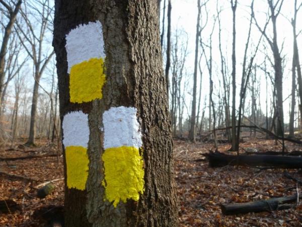 White/Yellow Loop Trail off of Lenape Trail