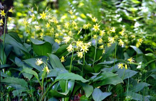 wildflowers