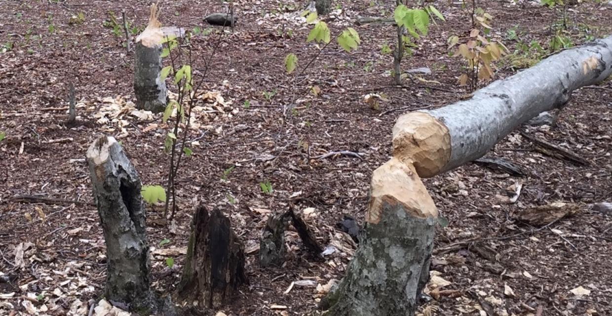 Beavers live here.